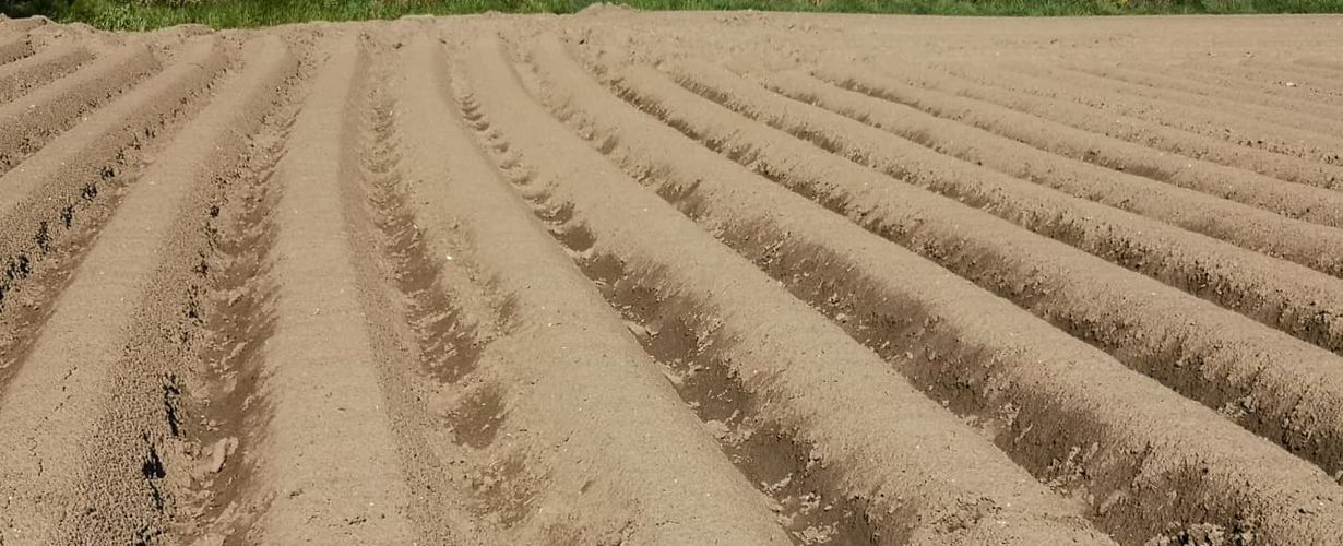 Sol cultivé non couvert ©ADOPTA