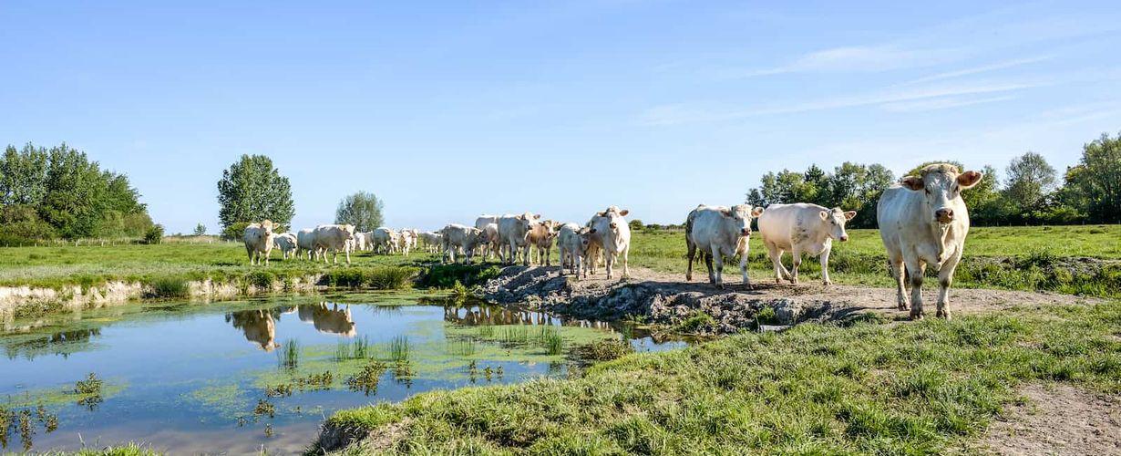 Troupeau de vaches dans une zone humide © Michel Blossie