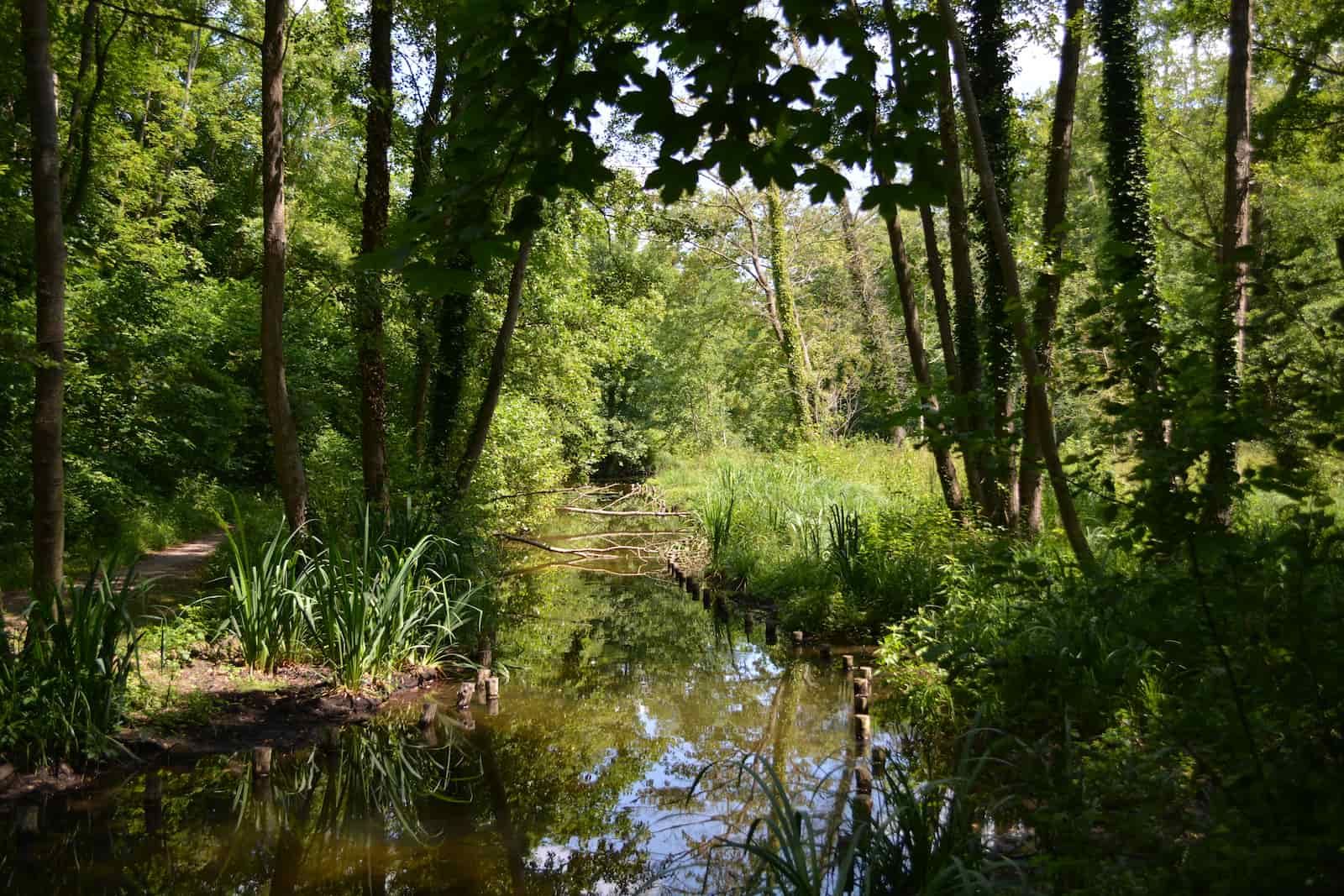photo de marais en coeur de forêt