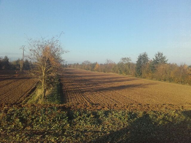 Agroforesterie dans le Santerre ©Sylvain Deraeve