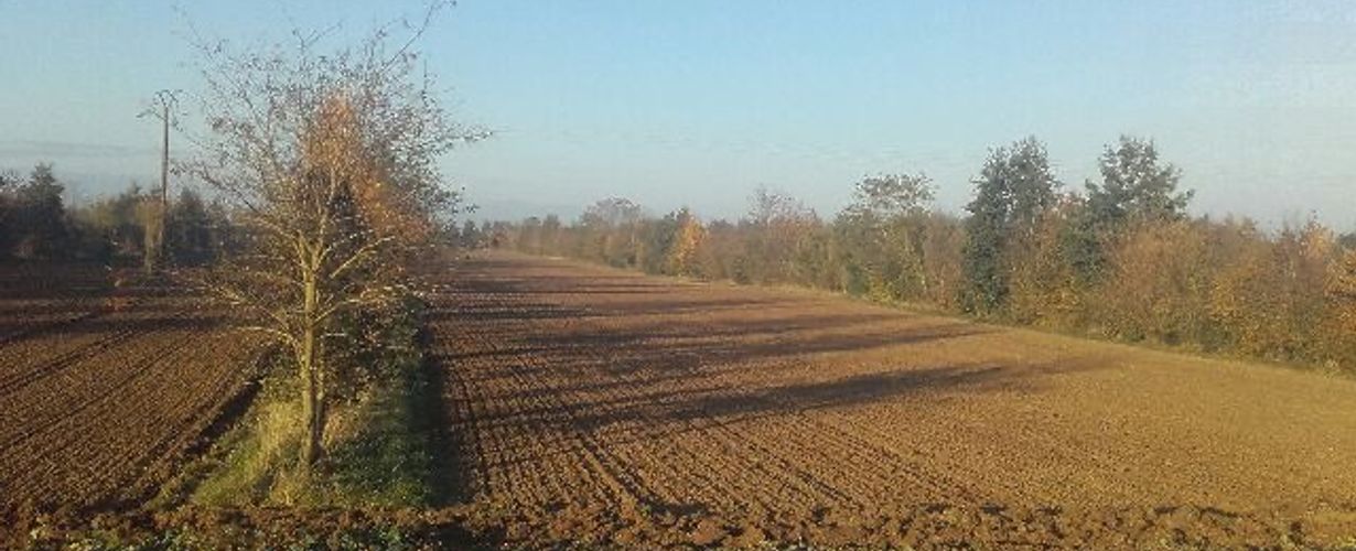 Agroforesterie dans le Santerre ©Sylvain Deraeve