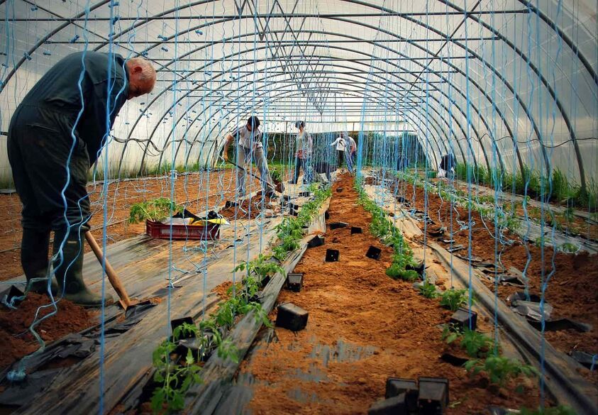 Personnes travaillant dans une serre de maraichage