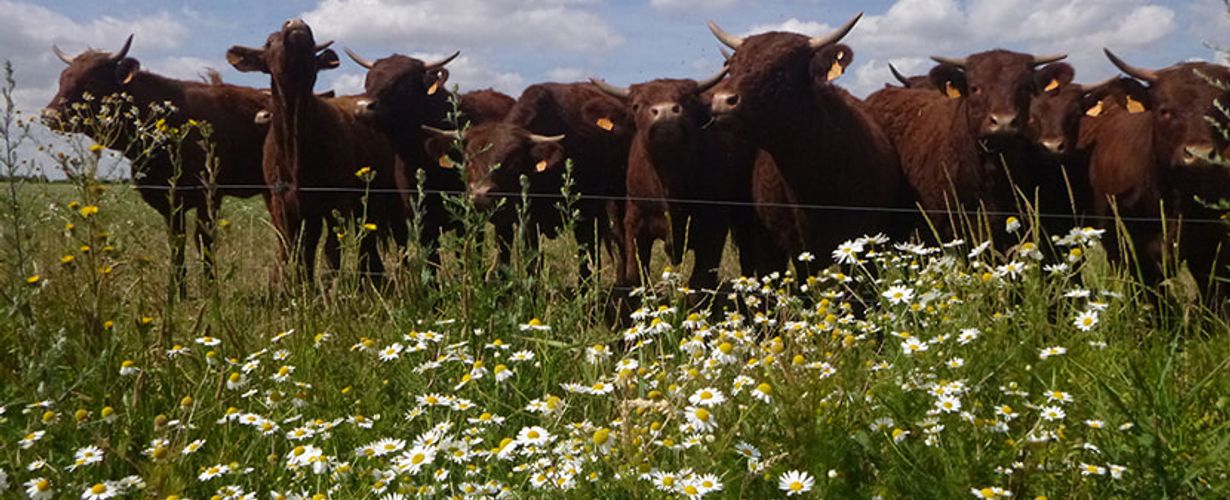 Troupeau de vaches Salers 