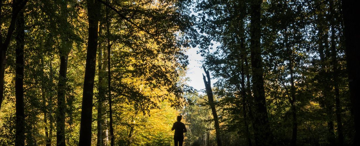 Forêt de l'Avesnois